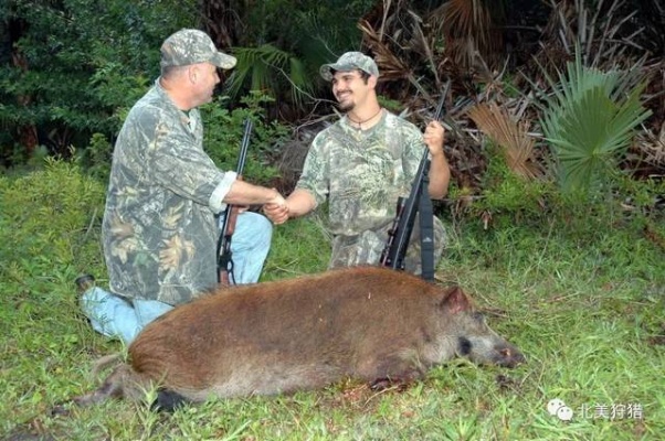 野猪狩猎之夜，一晚捕猎13头野猪的悬赏传奇