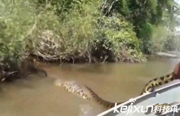 惊险瞬间，男子遭遇超2米长蟒蛇缠绕事件