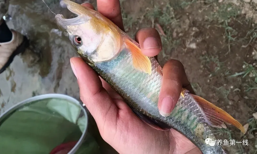 华东地区新发现的鱼类宝藏，虹彩马口鱼