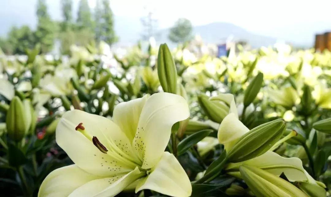 国庆多元场景拓展消费体验的探索与体验