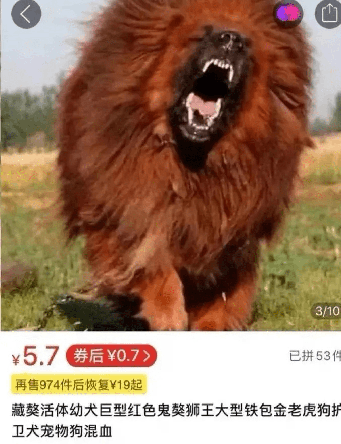 网购凶猛藏獒，女子收货后发现又萌又奶的惊喜