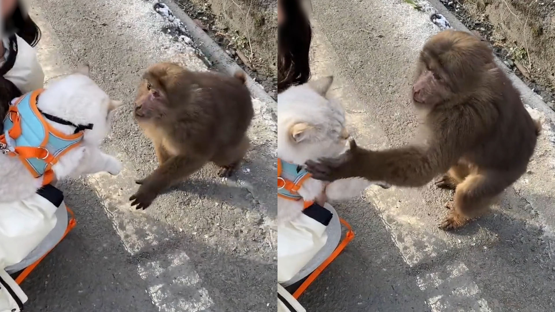 女子遭遇猴子摸头惊吓记