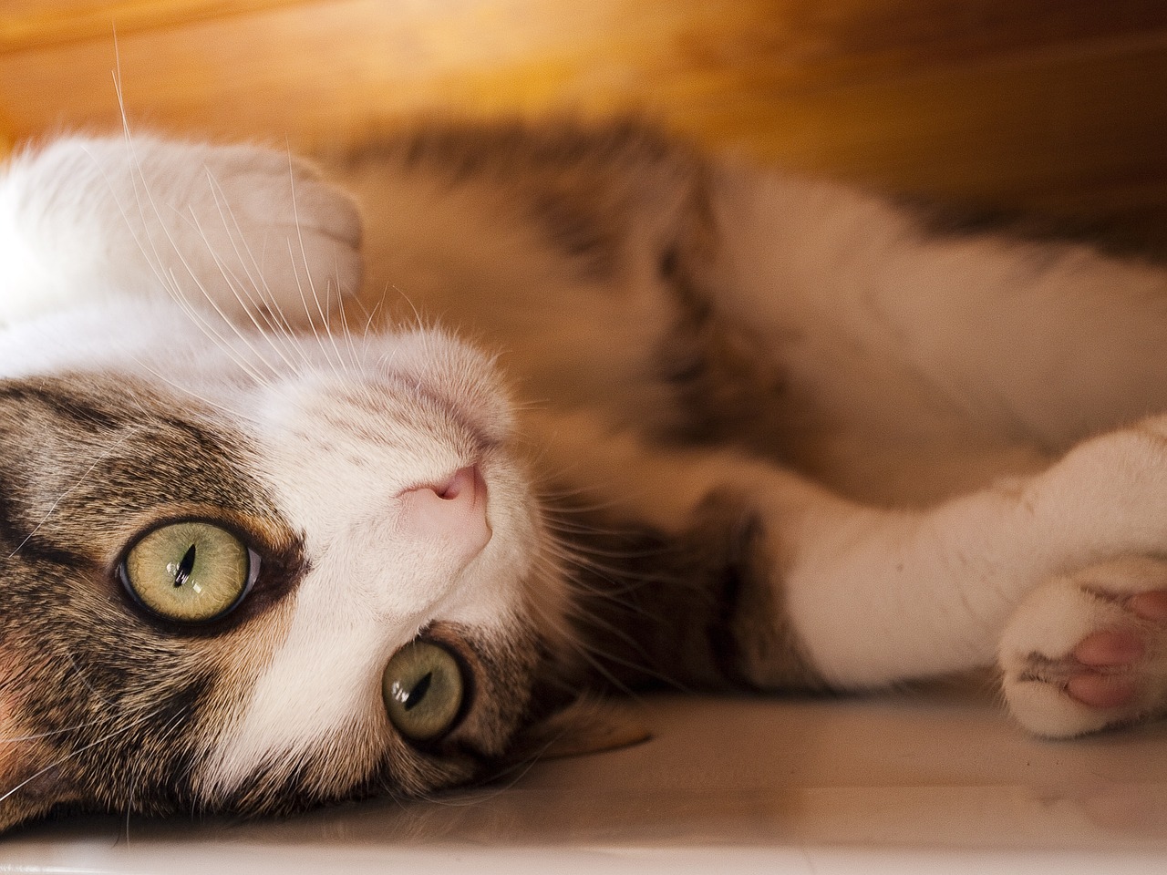 年轻人养黏菌当宠物，一种新兴的爱好与探索