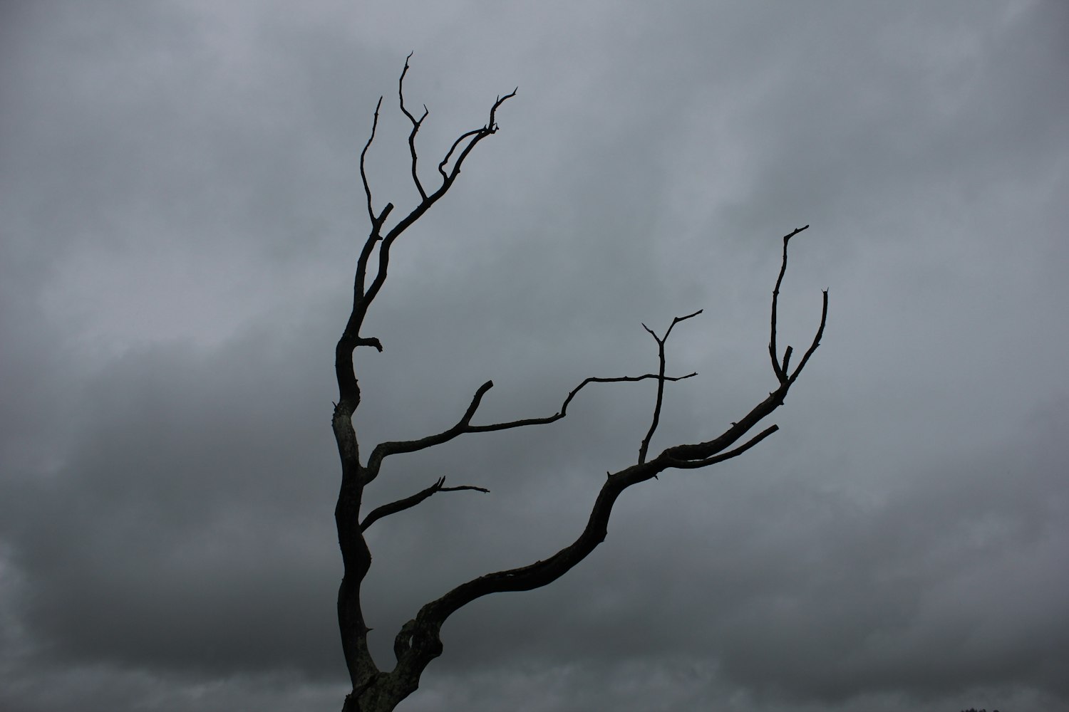 与精神分裂症伴侣的婚姻之路